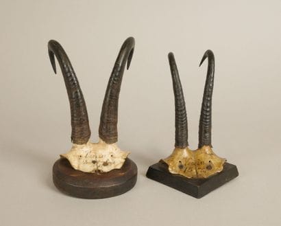 Set of two old chamois massacres annotated...