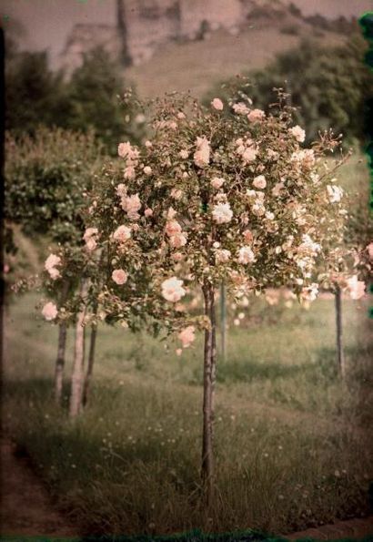 AUTOCHROMES LUMIÈRE Roseraie et chalet de...