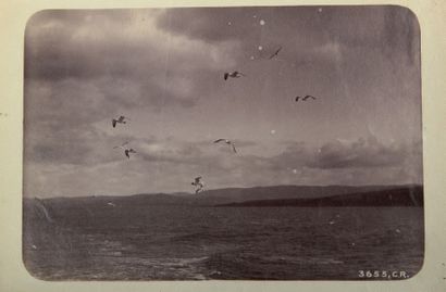 OTTOMAR ANSCHÜTZ (1846-1907)
Oiseaux en vol...