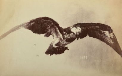OTTOMAR ANSCHÜTZ (1846-1907)
Rapaces Deux...