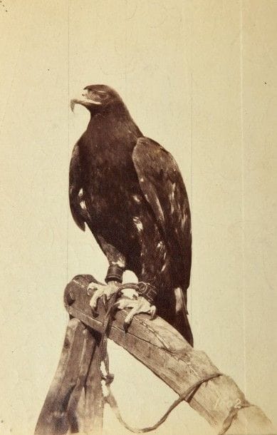 OTTOMAR ANSCHÜTZ (1846-1907)
Rapaces Trois...