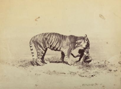 OTTOMAR ANSCHÜTZ (1846-1907)
Tigre et sa...