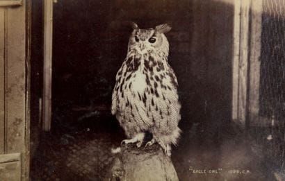 OTTOMAR ANSCHÜTZ (1846-1907)
Eagle owl Tirage...