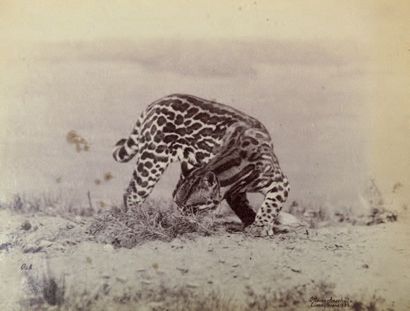 OTTOMAR ANSCHÜTZ (1846-1907)
Léopard Tirage...