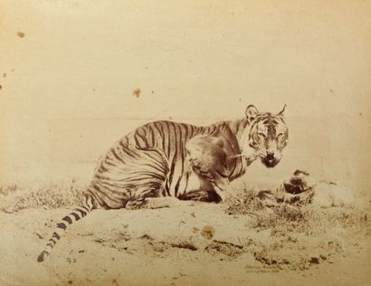 OTTOMAR ANSCHÜTZ (1846-1907)
Tigre Tirage...