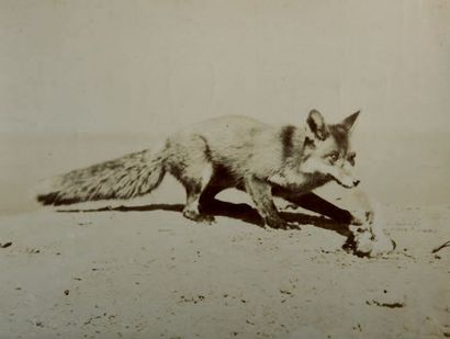 OTTOMAR ANSCHÜTZ (1846-1907)
Renard et sa...