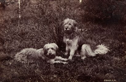 OTTOMAR ANSCHÜTZ (1846-1907)
Etude de chiens...