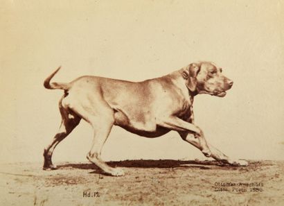 OTTOMAR ANSCHÜTZ (1846-1907)
Chien à l'arrêt...