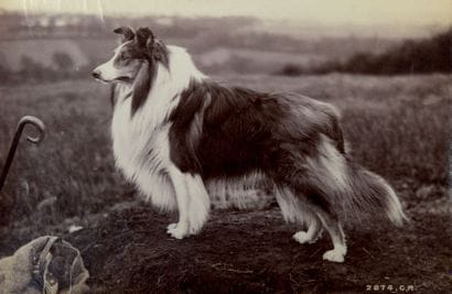 OTTOMAR ANSCHÜTZ (1846-1907)
Collie Tirage...
