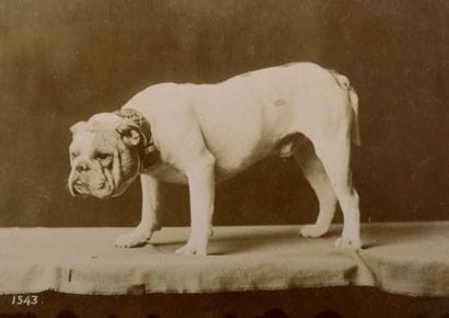 OTTOMAR ANSCHÜTZ (1846-1907)
Dogue de Bordeaux...