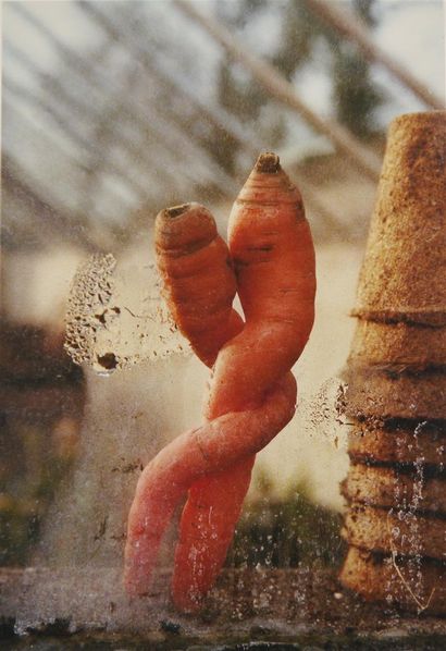 VIRIEU, Claire de
Les carottes amoureuses
2002,...