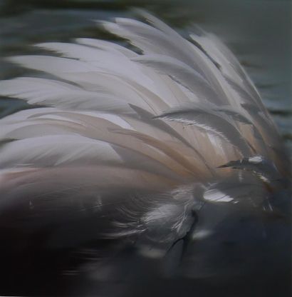 PASTOR, Jacqueline
Plumes flamand
Photographie
52...