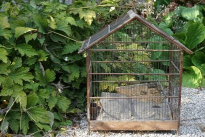 Cage à oiseaux.											