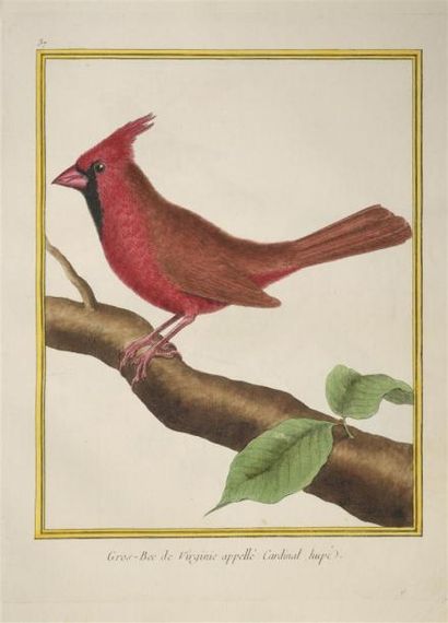 Buffon
Un tome des Oiseaux avec les planches...