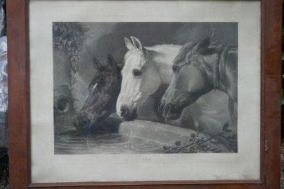 Chevaux s'abreuvant, gravure anglaise. XIXe...