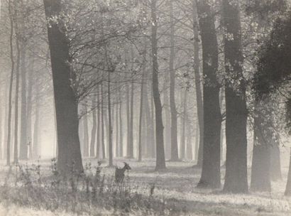 R A CLAUDE de Meaux 
Etude de sous bois,...