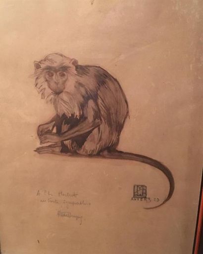 Ecole française du XX è
Singe, aquarelle...