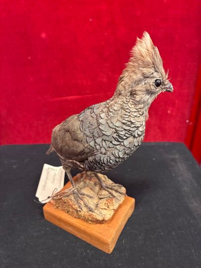 Scaled bobwhite (Callipepla squamata) naturalized...