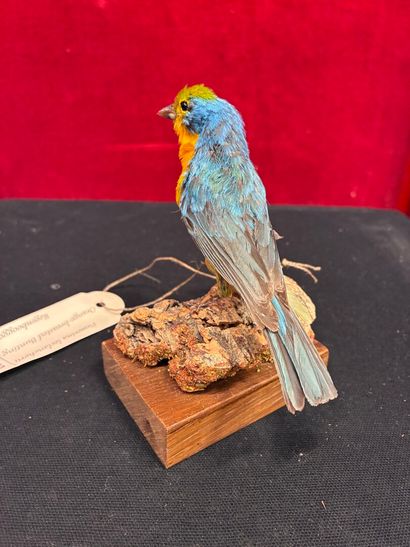 Leclancher's Pope (Passerina leclancherii)...