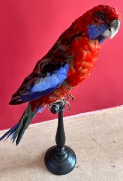 Australian Pennant Parakeet (Platycercus...