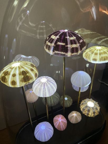 Globe of luminous sea urchins
H. 52 cm