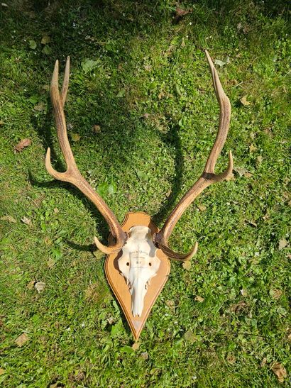 Eight-horned deer massacre inscribed 