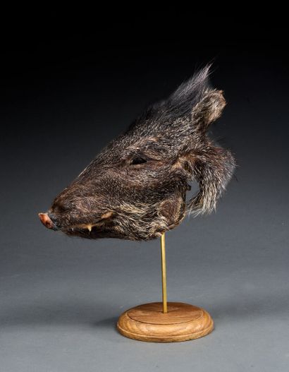 Collared peccary (Pecari tajacu)
Longitudinal...