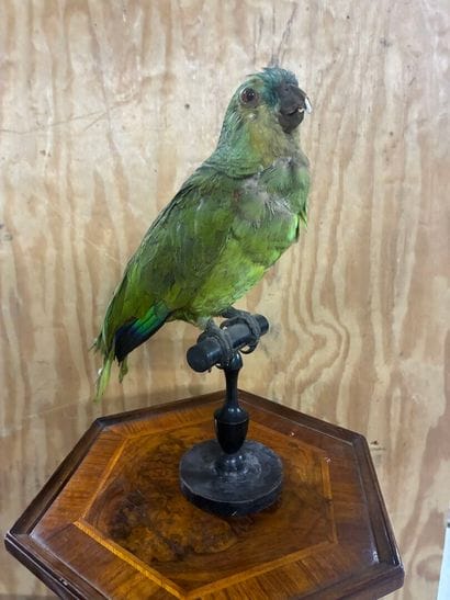 Yellow-shouldered Amazon parrot (Amazona...