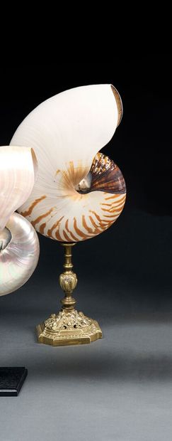 Large Pompilius nautilus, antique brass mounting
Typical...