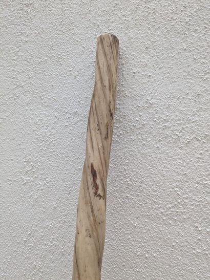 Large Narwhal tooth (Monodon monoceros)
This...
