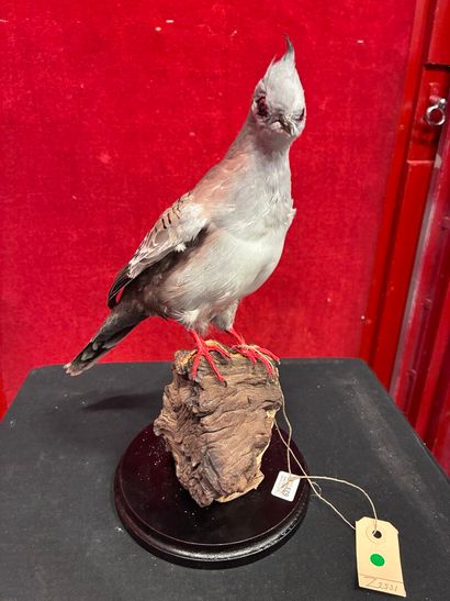 Longup dove (Ocyphaps lophotes) naturalized...