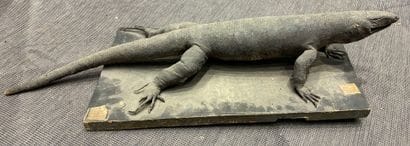 Varan (genus Varanus) naturalized on wooden...