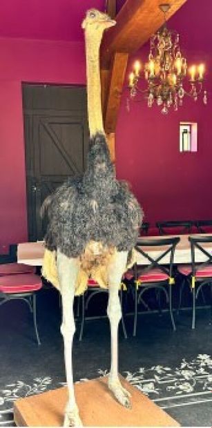 Naturalized large ostrich (Struthio camelus)
Male,...