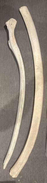 Two ribs of a sperm whale (Phystere macrocephalus)...