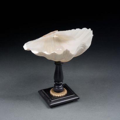 Clam shell with pearl
Very fine mounting
H....