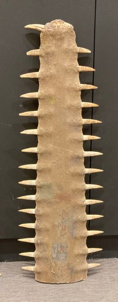 Sawfish rosette (Pristis pristis or Pristis...