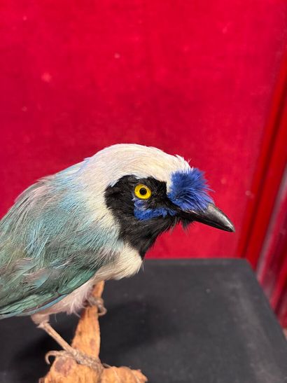 Inca Green Jay (Cyanocorax yncas yncas) naturalized...