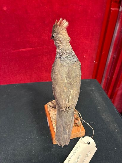 Scaled bobwhite (Callipepla squamata) naturalized...