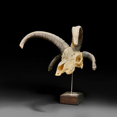 Four-horned sheep skull (Jacob's sheep) mounted...