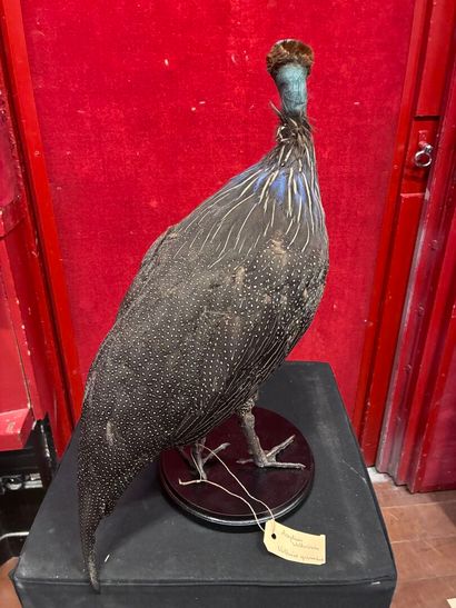 Vulturine guinea fowl (Acryllium vulturinum)...
