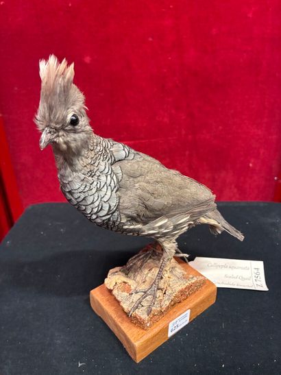 Scaled bobwhite (Callipepla squamata) naturalized...