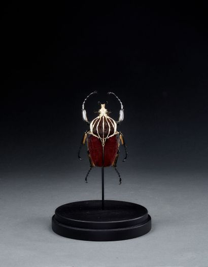 Giant Goliath Beetle (Goliathus goliatus...