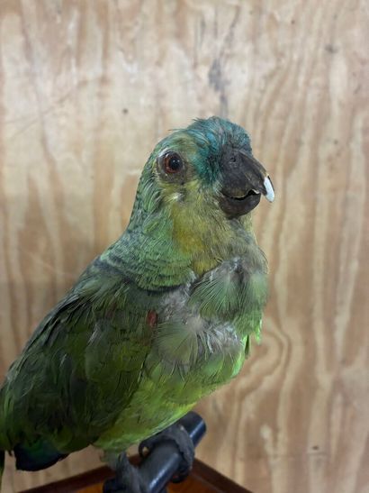 Yellow-shouldered Amazon parrot (Amazona...