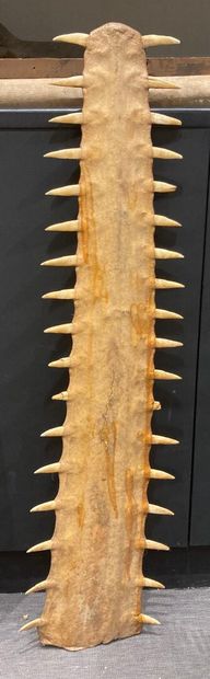 Sawfish rosette (Pristis pristis or Pristis...