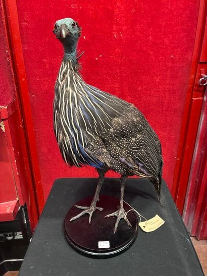 Vulturine guinea fowl (Acryllium vulturinum)...