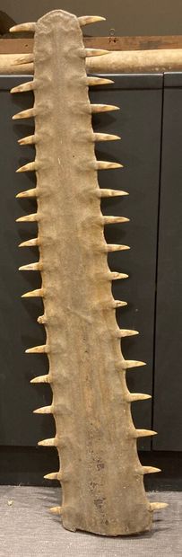 Sawfish rosette (Pristis pristis or Pristis...