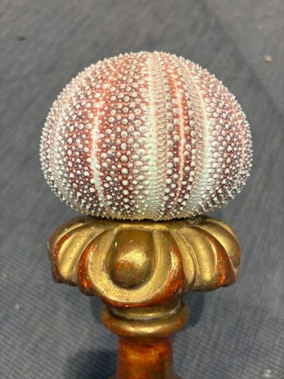 Pair of sea urchin tests mounted in the 17th...