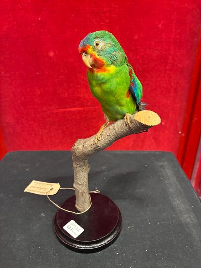 Latham's parakeet (Lathamus discolor) naturalized...