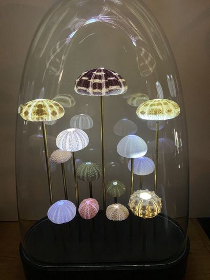 Globe of luminous sea urchins
H. 52 cm