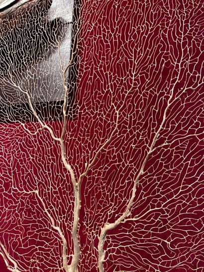 Superb white gorgonian on a lacquered wooden...